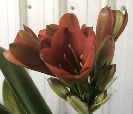 SH890 Very dark orange/bronze/red Clivia miniata Belgium Hybrid with strong purple hues of anthocyanins in unopened buds - Image 5