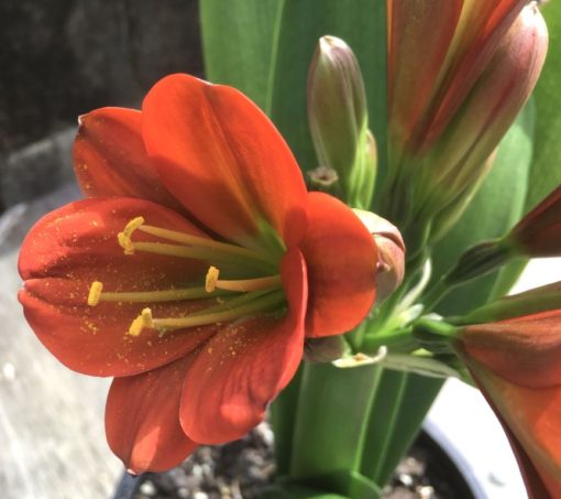 SH890 Very dark orange/bronze/red Clivia miniata Belgium Hybrid with strong purple hues of anthocyanins in unopened buds - Image 6