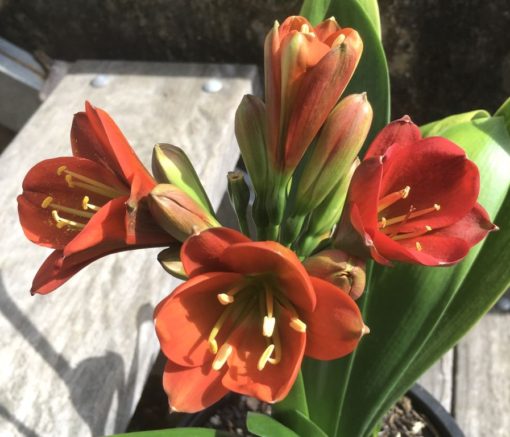 SH890 Very dark orange/bronze/red Clivia miniata Belgium Hybrid with strong purple hues of anthocyanins in unopened buds - Image 7