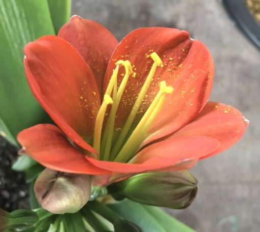 SH890 Very dark orange/bronze/red Clivia miniata Belgium Hybrid with strong purple hues of anthocyanins in unopened buds - Image 8