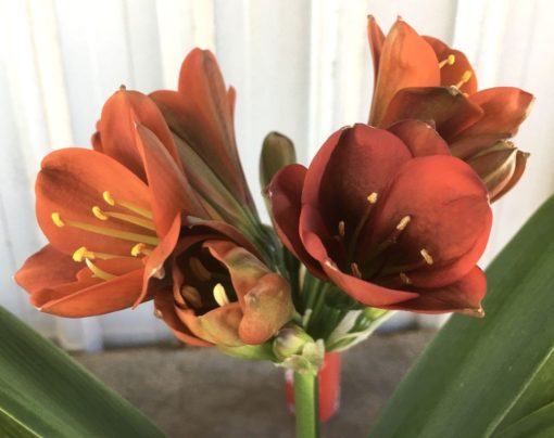 SH890 Very dark orange/bronze/red Clivia miniata Belgium Hybrid with strong purple hues of anthocyanins in unopened buds - Image 9
