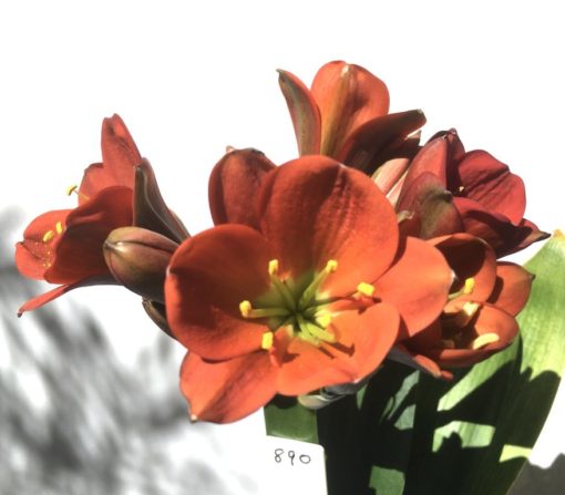 SH890 Very dark orange/bronze/red Clivia miniata Belgium Hybrid with strong purple hues of anthocyanins in unopened buds - Image 10