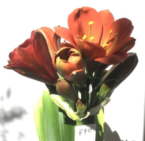 SH890 Very dark orange/bronze/red Clivia miniata Belgium Hybrid with strong purple hues of anthocyanins in unopened buds - Image 11