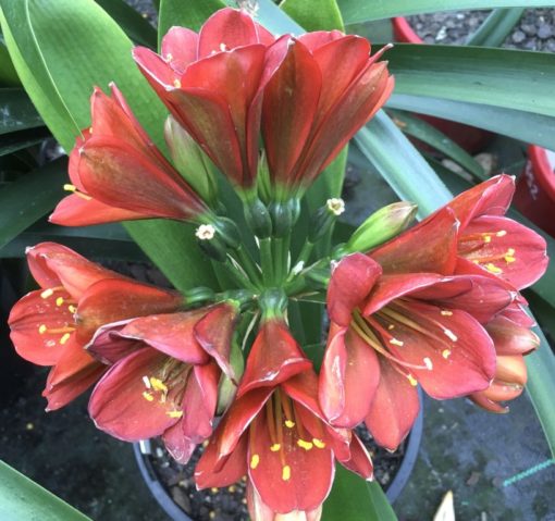 SH890 Very dark orange/bronze/red Clivia miniata Belgium Hybrid with strong purple hues of anthocyanins in unopened buds - Image 12