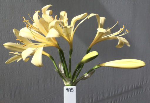 SH895 Reflexed open yellow Clivia miniata