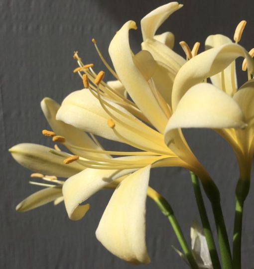 SH895 Reflexed open yellow Clivia miniata - Image 2