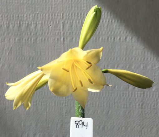 SH894 Yellow interspecific with strong green hues in unopened buds fading to bright yellow