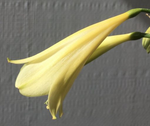 SH894 Yellow interspecific with strong green hues in unopened buds fading to bright yellow - Image 2