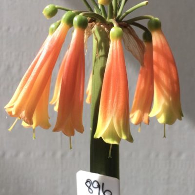 SH896 Clivia gardenii - a wide range of orange tones are available showing green tips on pendulous flowers.