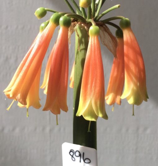 SH896 Clivia gardenii - a wide range of orange tones are available showing green tips on pendulous flowers.