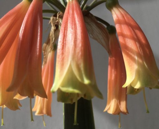 SH896 Clivia gardenii - a wide range of orange tones are available showing green tips on pendulous flowers. - Image 2