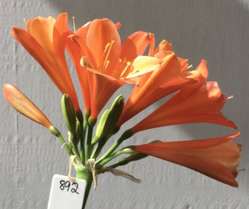 SH892 Crisp orange interspecific with slightly recurved petals with white edging.  One of a group of similar plants