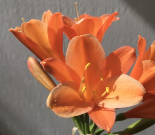 SH892 Crisp orange interspecific with slightly recurved petals with white edging.  One of a group of similar plants - Image 2