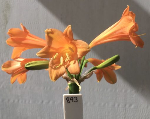 SH893 Orange interspecific showing 'rippled' buds and slightly recurved flowers.  One of a group of similar plants