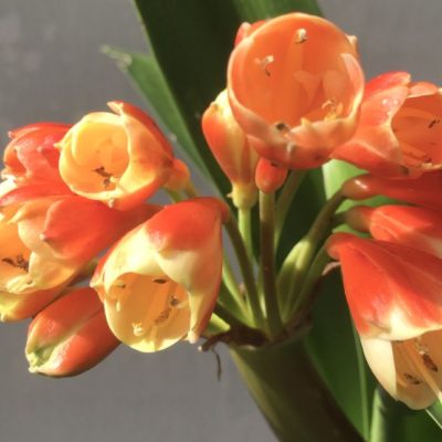 SH898 Stanmore 'Petit Moulin' Clivia Caulescens x Clivia miniata x self from Breeding of Yoshi Nakamura