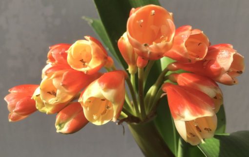 SH898 Stanmore 'Petit Moulin' Clivia Caulescens x Clivia miniata x self from Breeding of Yoshi Nakamura