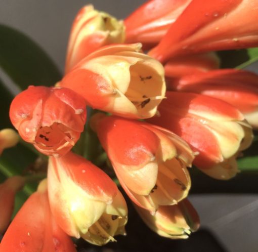 SH898 Stanmore 'Petit Moulin' Clivia Caulescens x Clivia miniata x self from Breeding of Yoshi Nakamura - Image 2