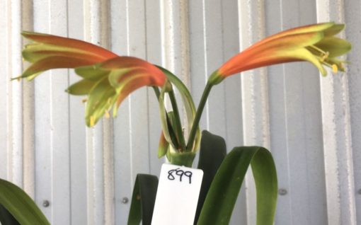 SH899 Clivia interspecific with dark orange/burnt orange tubular flowers with dark green tips fading to buttercup yellow