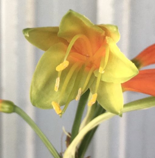 SH899 Clivia interspecific with dark orange/burnt orange tubular flowers with dark green tips fading to buttercup yellow - Image 2