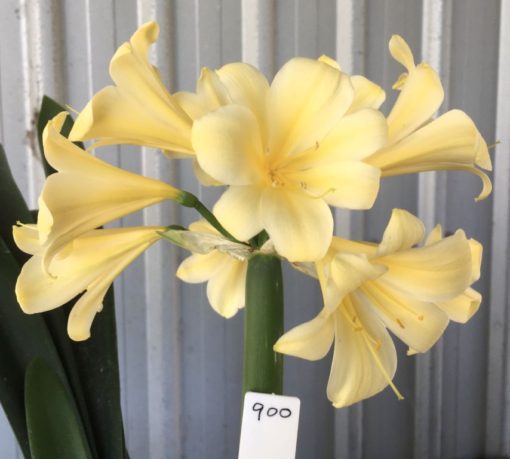 SH900 Yellow Clivia miniata with bright yellow reflexed petals.