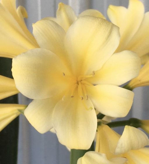 SH900 Yellow Clivia miniata with bright yellow reflexed petals. - Image 2