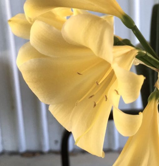SH900 Yellow Clivia miniata with bright yellow reflexed petals. - Image 3