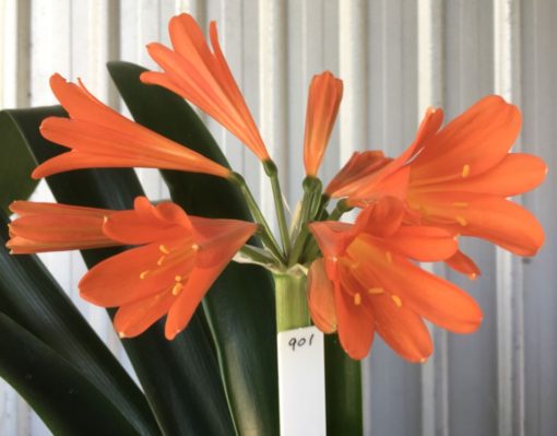 SH901 Dark orange Clivia interspecific with tubular flowers with dark orange throat