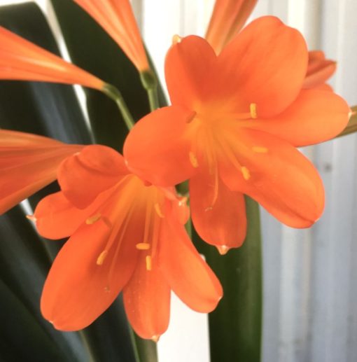 SH901 Dark orange Clivia interspecific with tubular flowers with dark orange throat - Image 2