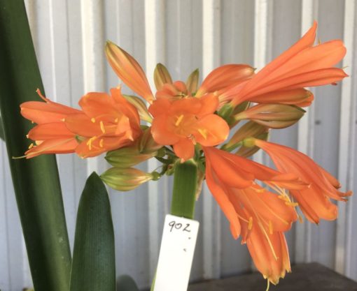 SH902 Orange Clivia interspecific with crinkled green/orange buds that open down the flower before the tip. Solid orange throat