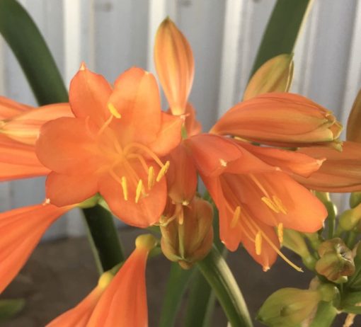 SH902 Orange Clivia interspecific with crinkled green/orange buds that open down the flower before the tip. Solid orange throat - Image 4
