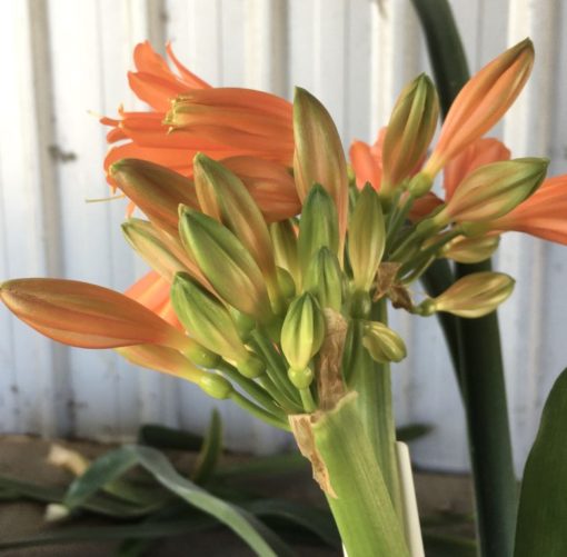 SH902 Orange Clivia interspecific with crinkled green/orange buds that open down the flower before the tip. Solid orange throat - Image 3