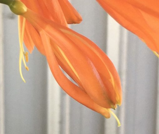 SH902 Orange Clivia interspecific with crinkled green/orange buds that open down the flower before the tip. Solid orange throat - Image 2