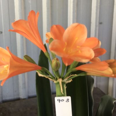 SH903 Mid orange Clivia interspecific with some ghosting on alternate sepals