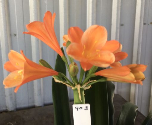 SH903 Mid orange Clivia interspecific with some ghosting on alternate sepals