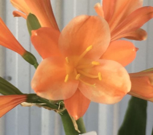 SH903 Mid orange Clivia interspecific with some ghosting on alternate sepals - Image 2