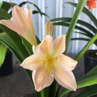 SH905 Clivia miniata with strong pink tones
