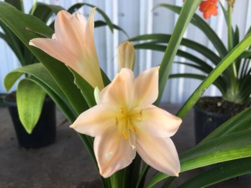 SH905 Clivia miniata with strong pink tones