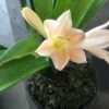 SH905 Clivia miniata with strong pink tones - Image 2