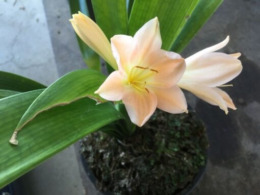 SH905 Clivia miniata with strong pink tones - Image 2