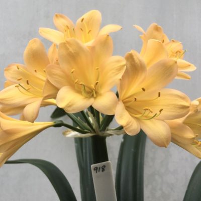 SH918 Superb dark pink peach Clivia miniata with large open flowers (images arriving soon)