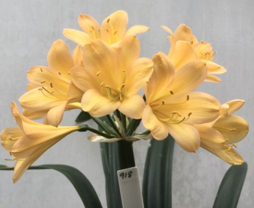 SH918 Superb dark pink peach Clivia miniata with large open flowers (images arriving soon)