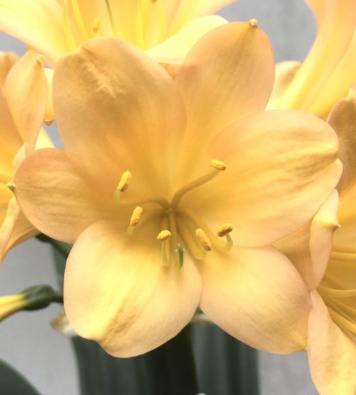 SH918 Superb dark pink peach Clivia miniata with large open flowers (images arriving soon) - Image 2