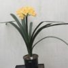SH918 Superb dark pink peach Clivia miniata with large open flowers (images arriving soon) - Image 3