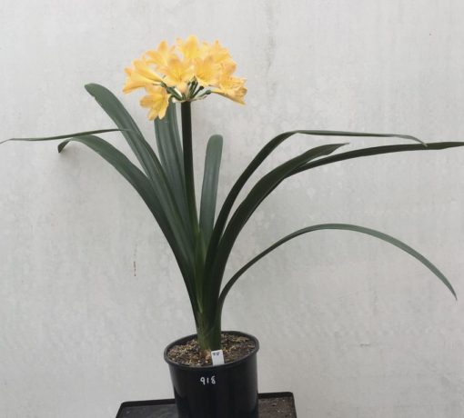 SH918 Superb dark pink peach Clivia miniata with large open flowers (images arriving soon) - Image 3