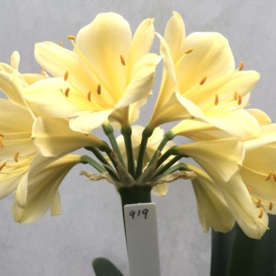 SH919 Almost buttercup yellow Clivia miniata with large open flowers