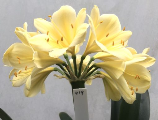 SH919 Almost buttercup yellow Clivia miniata with large open flowers