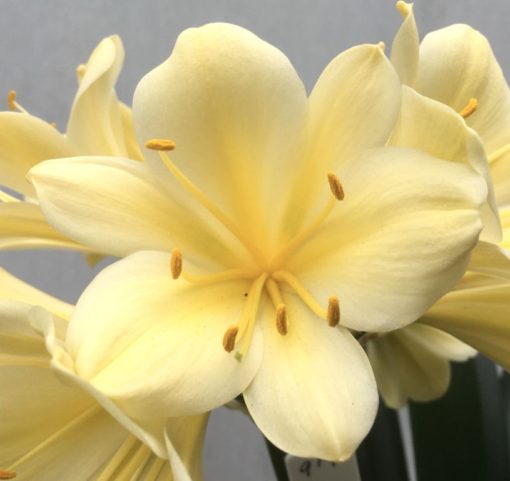 SH919 Almost buttercup yellow Clivia miniata with large open flowers - Image 2