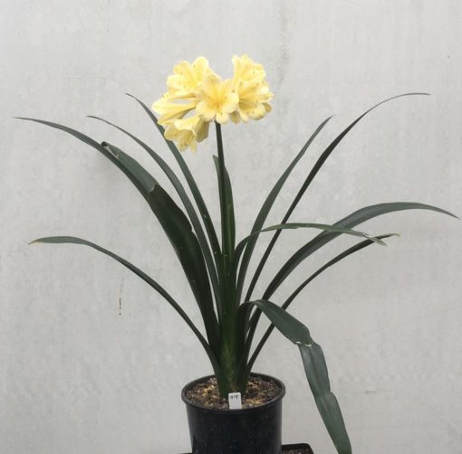 SH919 Almost buttercup yellow Clivia miniata with large open flowers - Image 3