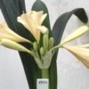 SH920 Light peach Clivia miniata with light pink blush and very open flowers