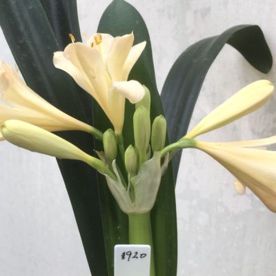 SH920 Light peach Clivia miniata with light pink blush and very open flowers